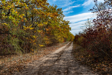 Overgrown dirt road in the coastal forest in autumn on the banks of the Dniester Estuary
