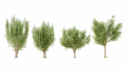 Set of 3Dweeping willow isolated on white background, Use for visualization in graphic design - obrazy, fototapety, plakaty