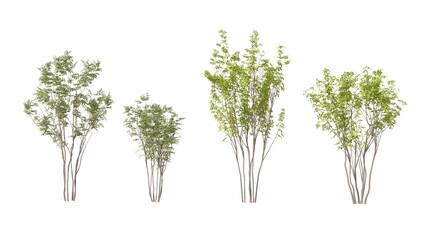 Set of 3D tree isolated on white background, Use for visualization in graphic design