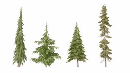 Set of 3D Pine tree isolated on white background , Use for visualization in graphic design