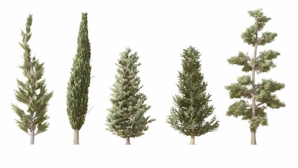 Set of 3D Pine tree isolated on white background , Use for visualization in graphic design
