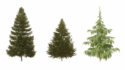 Set of 3D Pine tree isolated on white background , Use for visualization in graphic design