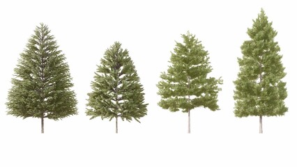 Set of 3D Pine tree isolated on white background , Use for visualization in graphic design