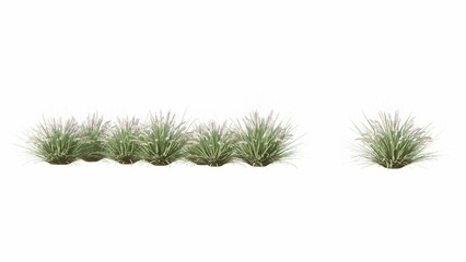 3d grass isolated on white background