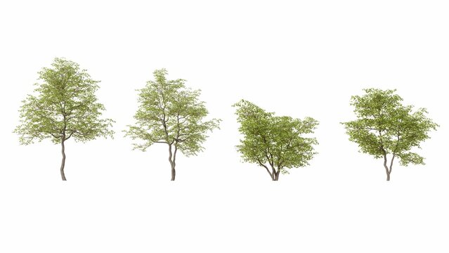 Set of 3D European Beech isolated on white background, Use for visualization in graphic design