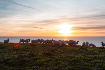 Obraz premium Herd of Sheep on the green grass by the Sea Coast. Sardinia, Italy. Cloudy Sunset Sky