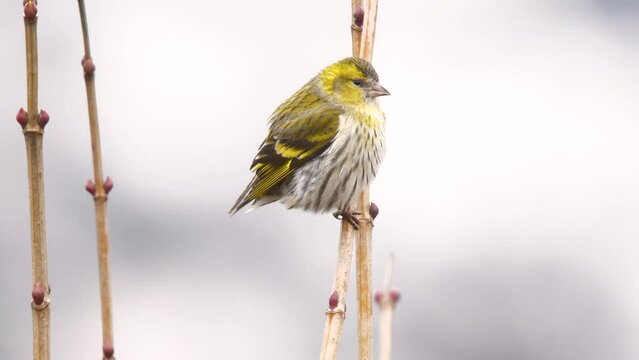 Wildlife - Birds. Eurasian siskin (Spinus spinus), open areas with bushes with low plants, steppes are their habitat. They generally feed on grass seeds and cereal grains.