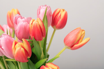 Bouquet of tulips on white background.