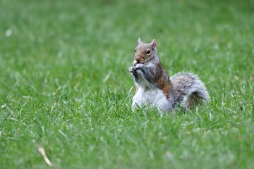 grey squirrel eating in the park