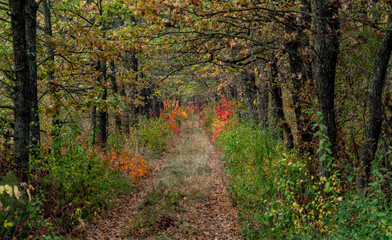 Overgrown dirt road in the coastal forest in autumn on the banks of the Dniester Estuary