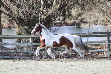 Horses playing while turned out in a field 
