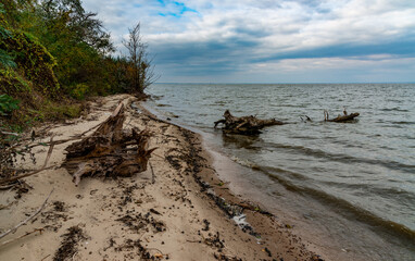 Old trees in the water on the shore of the estuary, water landscape, Ukraine