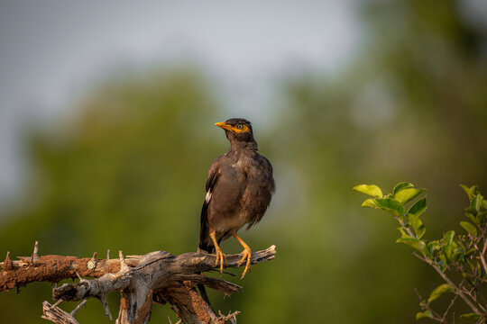 A maina was spotted at Yala National Park, Sri Lanka