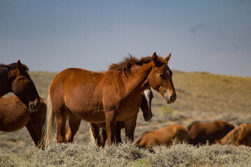 Fototapeta premium Wild Wyoming horses