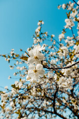 spring, white cherry blossoms, cherry tree in spring, white petals