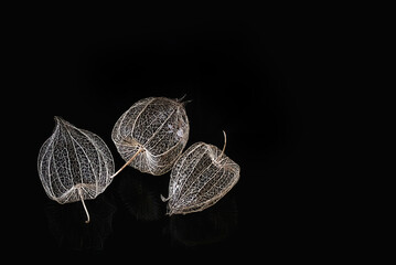 Skelet von drei Physalis Früchte