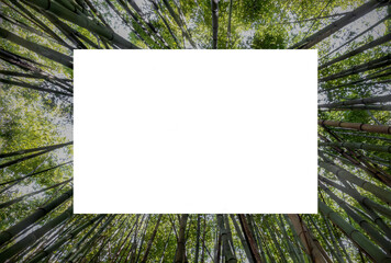 blank photo frame on woods, bamboo forest