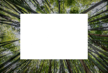 blank photo frame on woods, bamboo forest