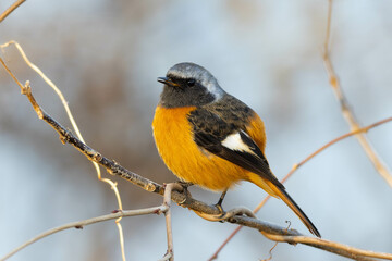 Naklejka premium 蔓が絡まった細い枝に立つジョウビタキの雄