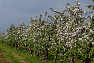 Fototapeta na wymiar Kwitnący sad jabłoniowy
