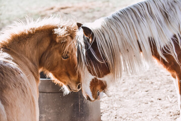Ponies, horses, displaying natural grooming behaviour
