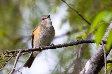 Orange-flanked Bush Robin