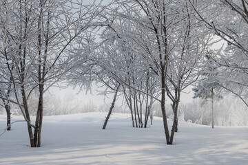 Hoarfrost and snow on the branches of trees. Winter landscape.