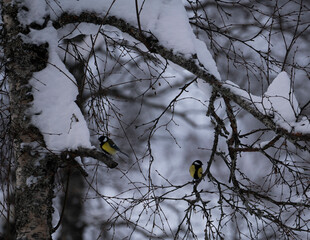 2 meat tits birds in tree in winter with snow