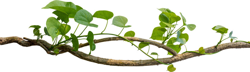 Vine plant, Branch creeper leaf green, Liana tropical nature. - 573299884
