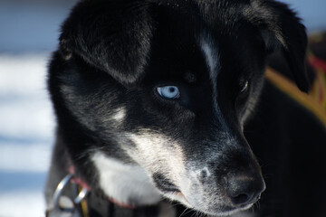 Cute husky dog with blue ayes in Lapland