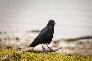Raven sit on an branch at shore