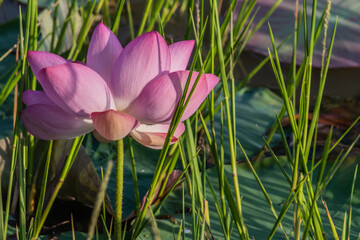 Beautiful lotus flower.