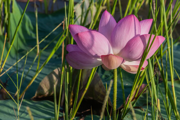 Beautiful lotus flower.