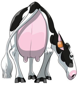Vaca holstein lechera pastando aislada vista desde atr&aacute;s, con la gran ubre en primer plano.
