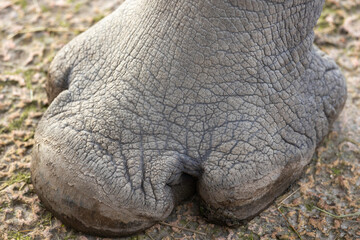Big foot of a rhino, close up photo