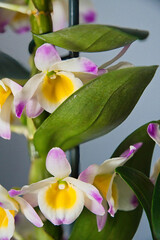 Orchidee