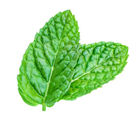 Fresh Lemon balm (Melissa officinalis) leaves isolated on a white background. Melissa, Mint,...