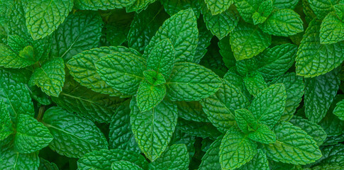 Mint leaves Pattern. Green Mint Plant Grow Background closeup.