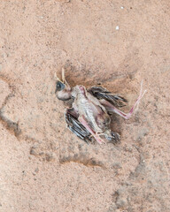 DEAD BIRD