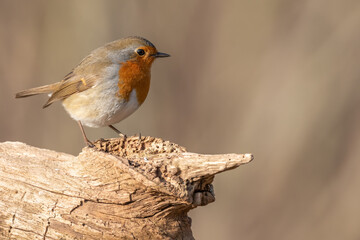 European Robin (Erithacus rubecula) perched on a branch in the forest in winters.