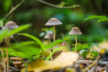 Mycena inclinata, commonly known as the clustered bonnet or the oak-stump bonnet cap, is a species of mushroom in the family Mycenaceae.