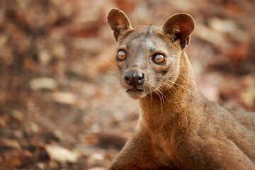 Portrait of wild animal Fossa, Cryptoprocta ferox, resting in dry leaves on the ground, endangered...
