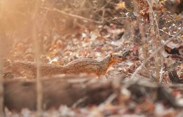 Carnivores of Madagascar: Mungotictis decemlineata, a wild animal, the Narrow-striped Mongoose or Vontsira among the dry leaves of a dense deciduous Kirindy Forest, Madagascar. 
