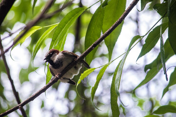 sparrow on a branch