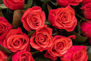 Red roses. A bouquet of red roses for congratulating on the holiday