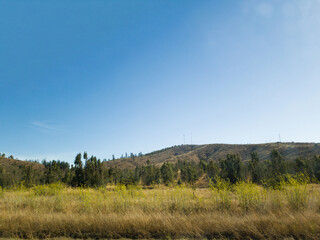 Obraz premium forest in the autumn