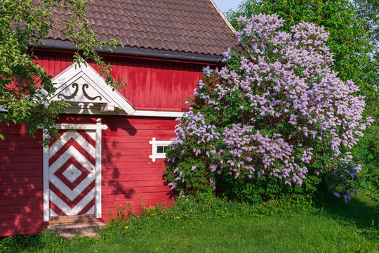 Blossoming lilacs by the old "stabbur", or food storage house.