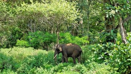 Lone young wild tusker male elephant grazing in the Bandipur mudumalai Ooty Road, India.
