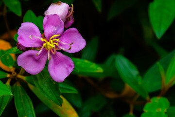 Purple flower with green leaf background,Thai native flower.