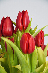 Tulpen